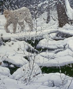 Canadian Lynx & Snowshoe Hare