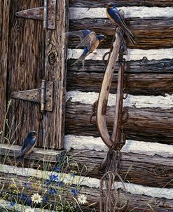 Barn Swallows