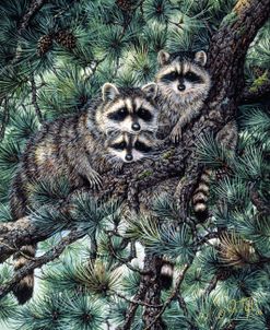 Racoons