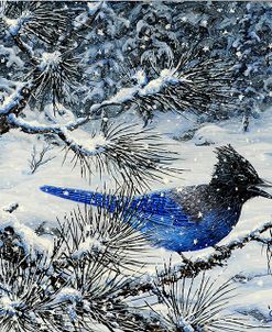 Winter Jay