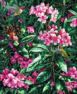 Annas & Rhodies