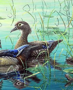 Wood Ducks