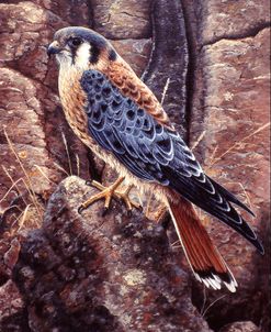 Kestral