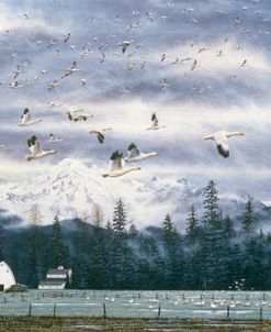 Geese Flying Over Farmland