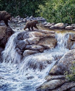 Entiat Falls-Grizzly Family