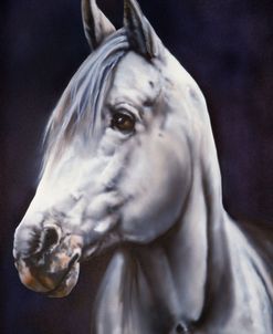 White Arabian Stallion