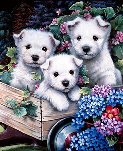 Lovable Westies