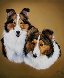 Collies 1