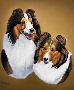 Collies 2