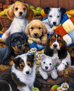 Country Bumpkin Puppies