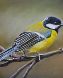 DOP09 Great Tit