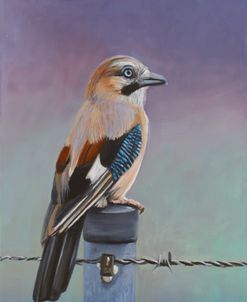 DOP05 Eurasian Jay