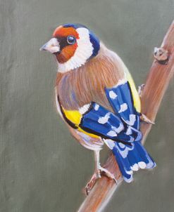 DOP06 European Goldfinch