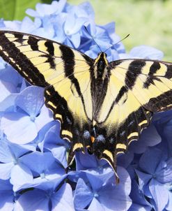 Butterfly on Flower