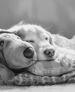 Dog Sleeping with Friend