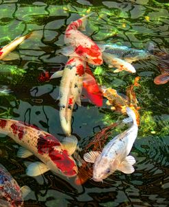 Koi Fish Pond