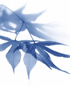 Blue Leaves 1