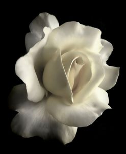 Rose White 1