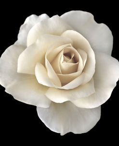 Rose White 2