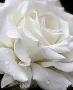 Rose White 3