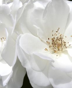 Rose White 4