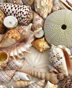 Seashells 1