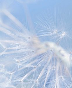 Blue Dandelion Flower