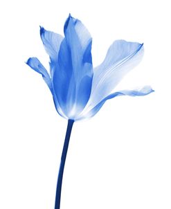 Blue Tulip Flower