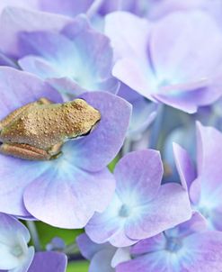 Little Frog On Flower