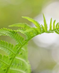 Plant Fern Nature