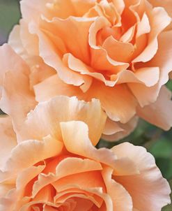 Rose Orange 7