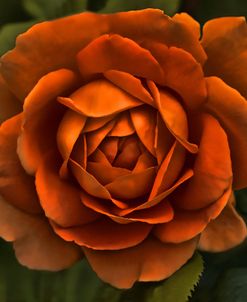 Rose Orange 8