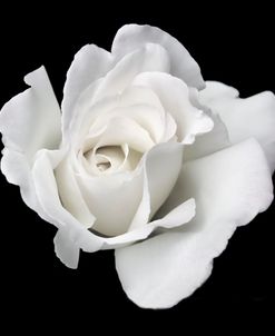 Rose White 5