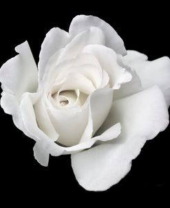 Rose White 5