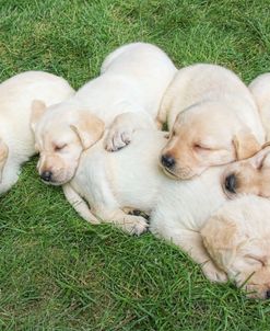 Dog Lab Puppies