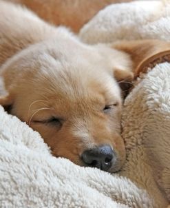 Dog Lab Puppy Sleeping