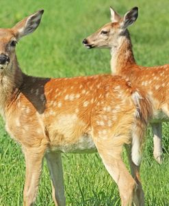 Fawn Twins