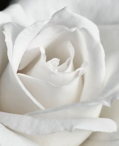 Rose White 6