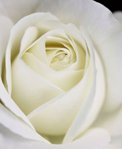 Rose White 7