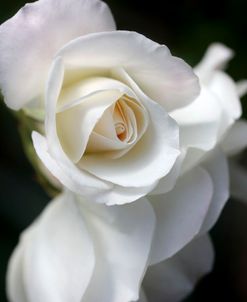 Rose White 8