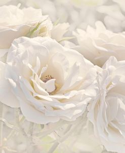 Rose White Ivory 9