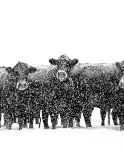 Black Cattle in Snow 2