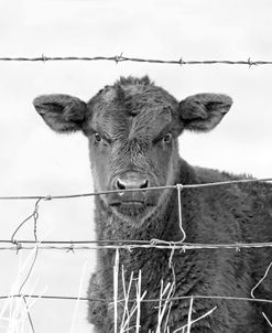 Calf Gaze Black & White