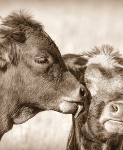 Calf Kiss Sepia