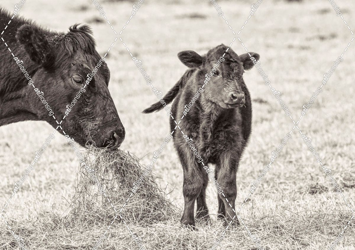 Cow and Calf Sepia