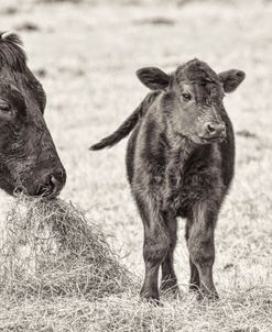 Cow and Calf Sepia