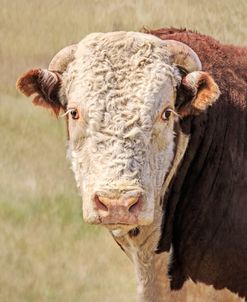 Hereford Bull Color