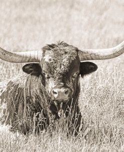 Longhorn Bull Sepia