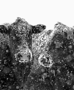 Black Cattle In Snow 1