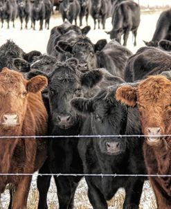 Curious Cattle